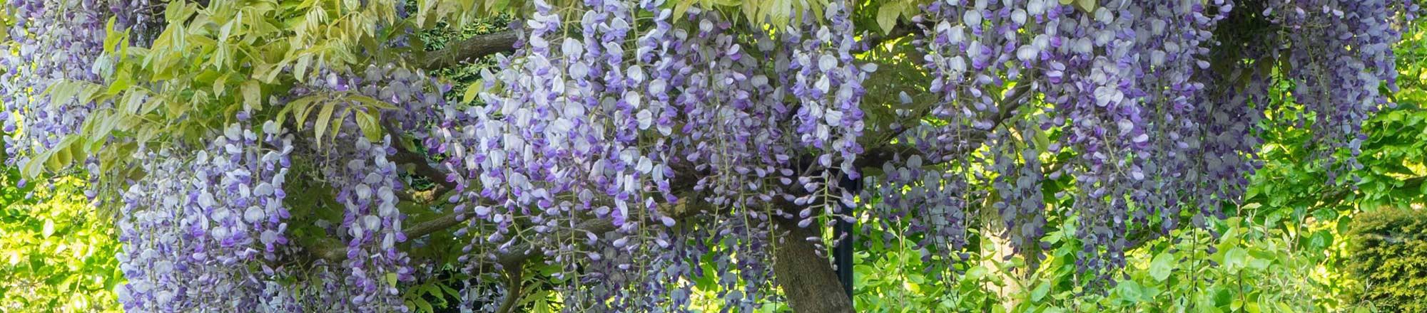 blühender Blauregen (Wisteria)