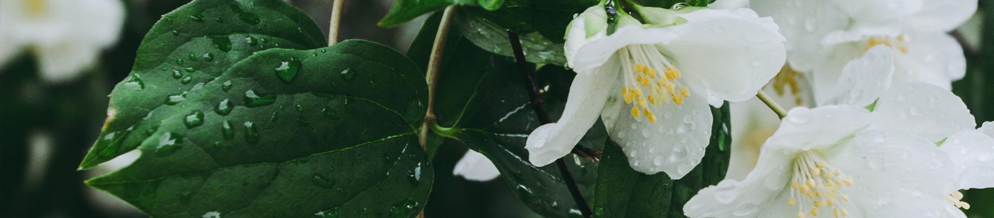 Bauernjasmin, Pfeifenstrauch (Philadelphus)