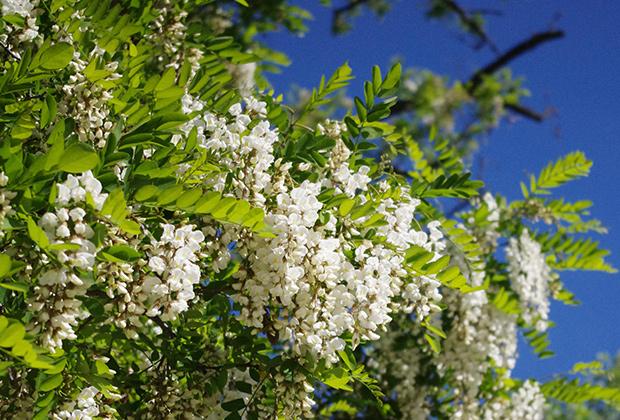 Kugelakazie (Robinia)