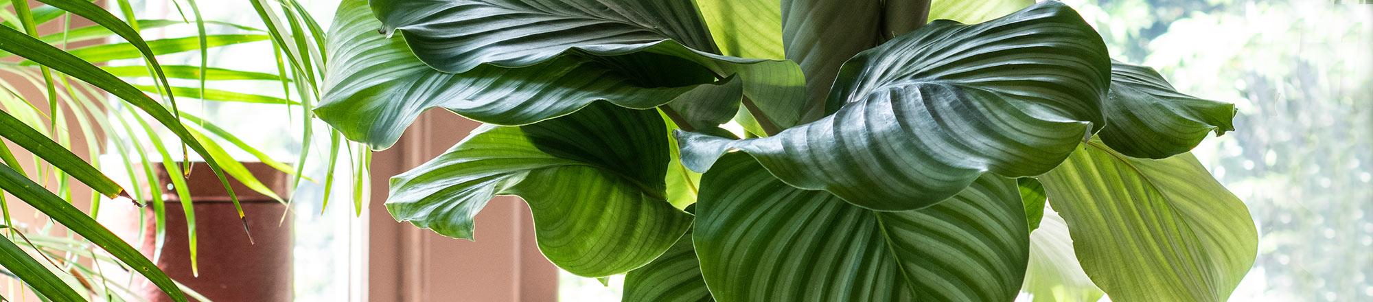 Korbmarante (Calathea)