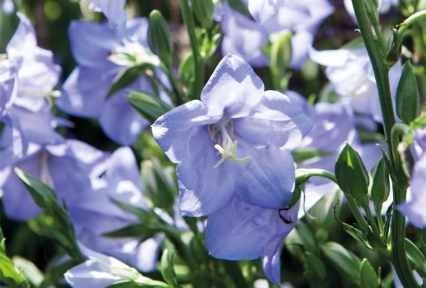 Glockenblume (Campanula)