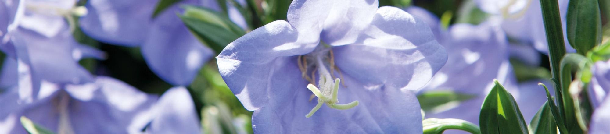 Glockenblume (Campanula)