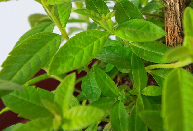 Zitronenverbene (Aloysia triphylla)