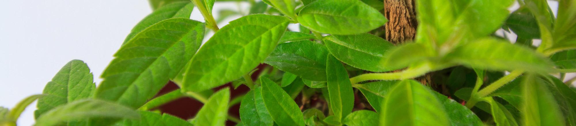 Zitronenverbene (Aloysia triphylla)