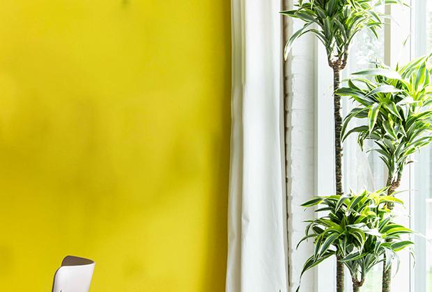Drachenbaum (Dracaena) | Intratuin Pflanzenlexikon