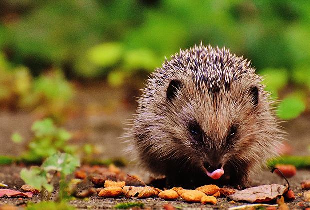 Igel im Garten