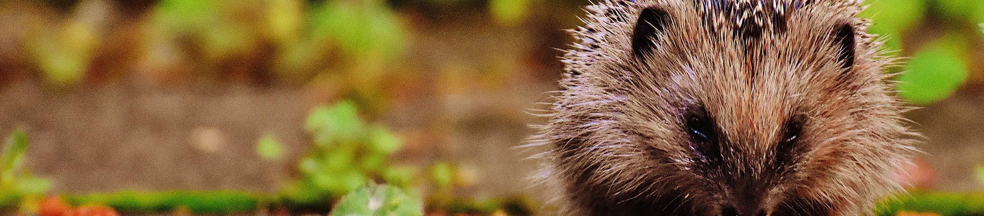 Igel im Garten