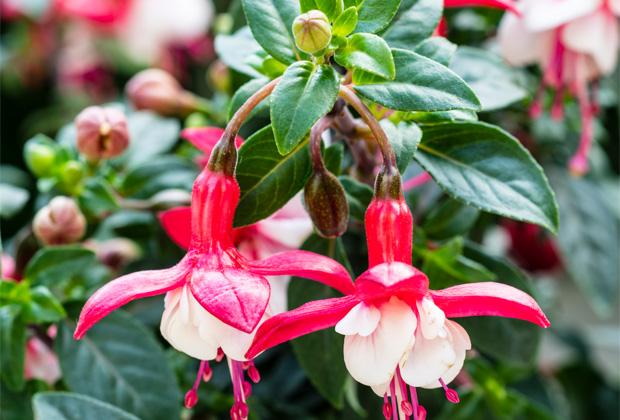 Fuchsie (Fuchsia)