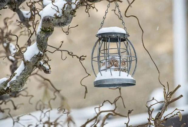 Gartenkalender Januar