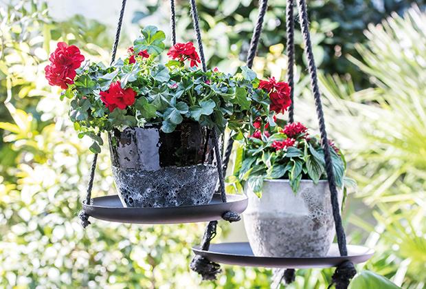 Geranie (Pelargonium) 