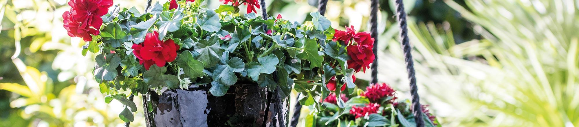 Geranie (Pelargonium) 