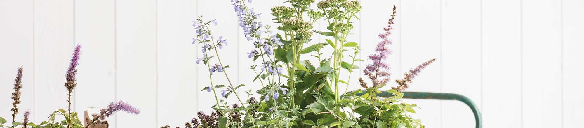 DIY: Anlegen eines wilden Feldgartens
