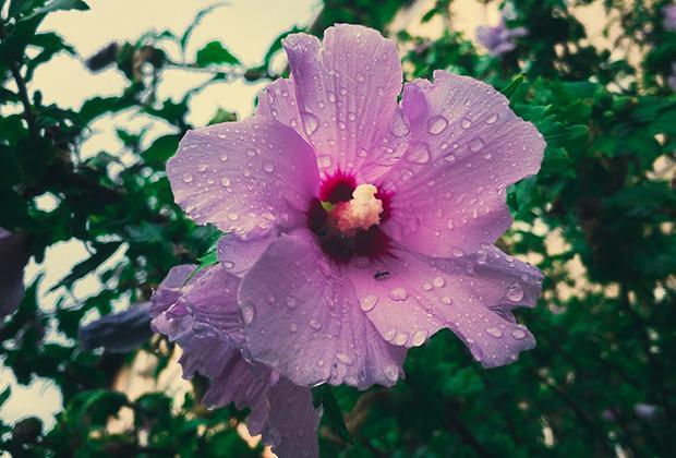 Hibiskus schneiden