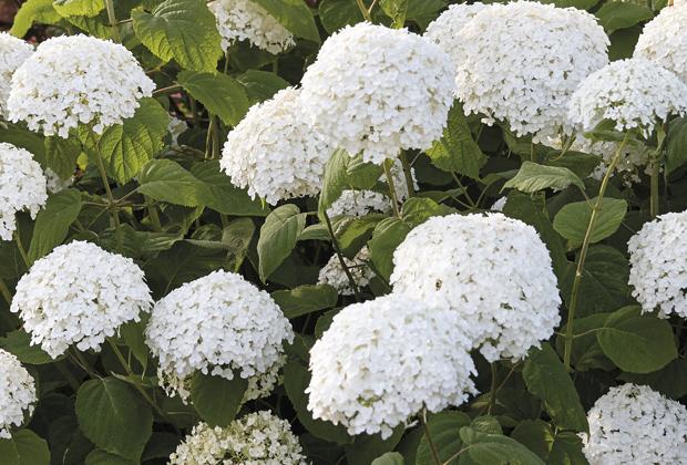 Hortensie (Hydrangea arborescens 'Strong Annabelle')