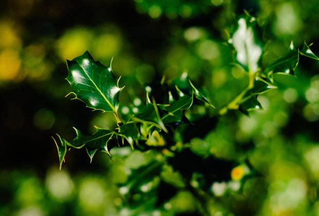 Stechpalme (Ilex)