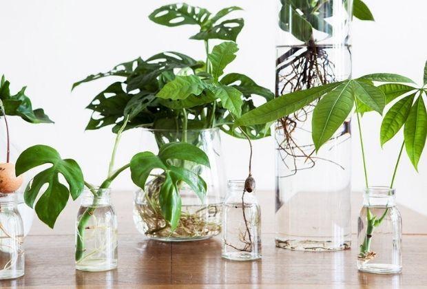 Hydroponik: Pflanze wächst im Wasser im Glas
