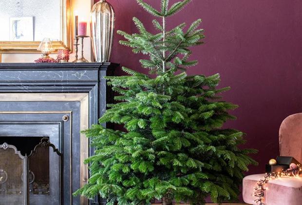 Die Pflege des Weihnachtsbaums