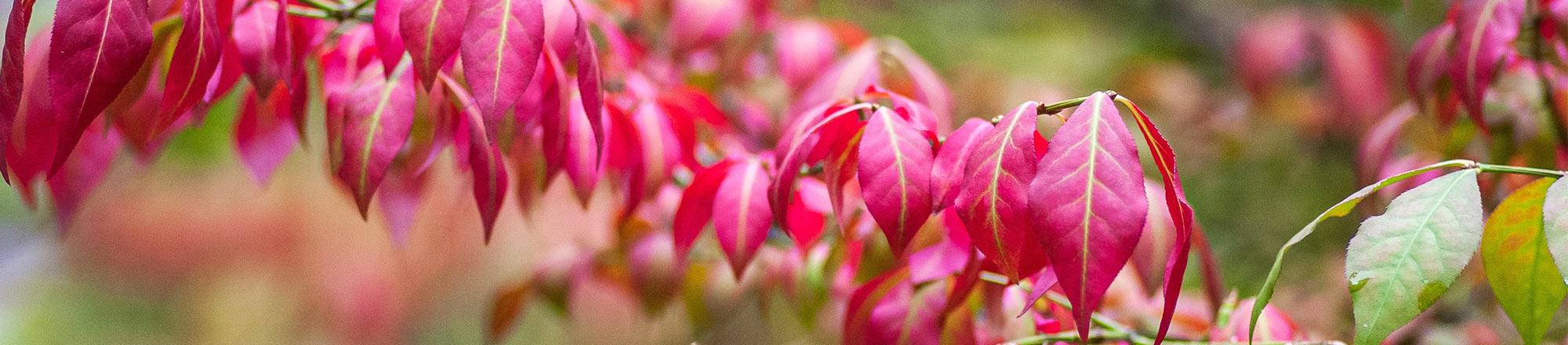 Spindelstrauch, Kriechspindel (Euonymus)