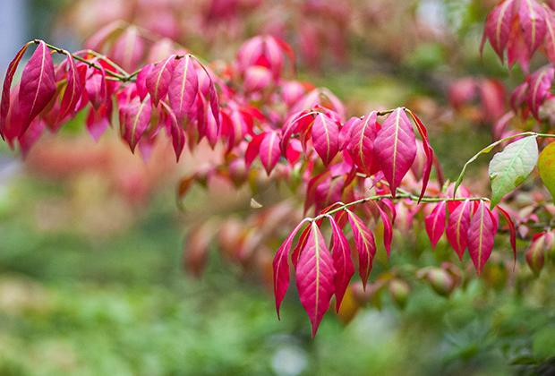 Spindelstrauch, Kriechspindel (Euonymus)