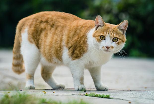 Tipps, mit denen du Katzen aus dem Garten fern hältst