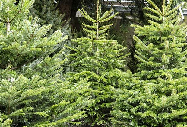 Arten von Weihnachtsbäumen: Welcher Tannenbaum passt zu dir?