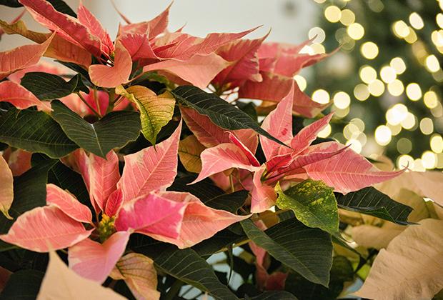 Weihnachtsstern (Euphorbia pulcherrima)