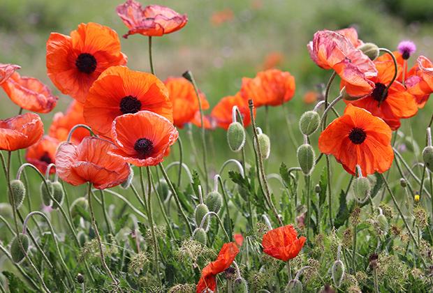 Mohn (Papaver)