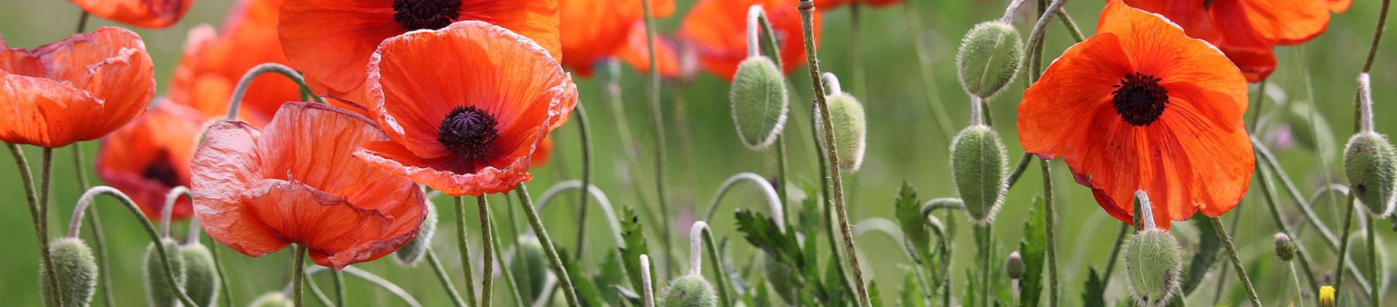 Mohn (Papaver)