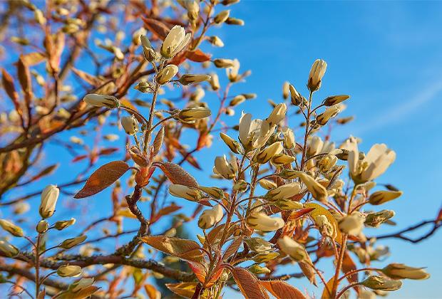 Kupfer-Felsenbirne (Amelanchier lamarckii)