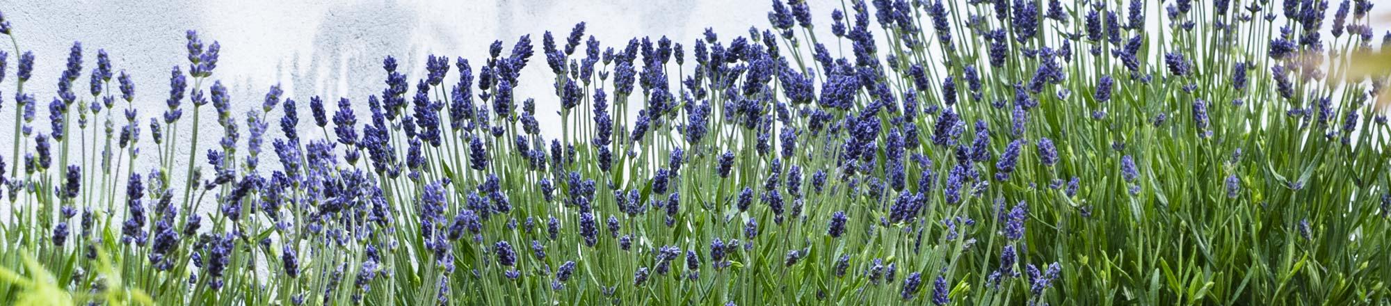 Lavendel (Lavandula)