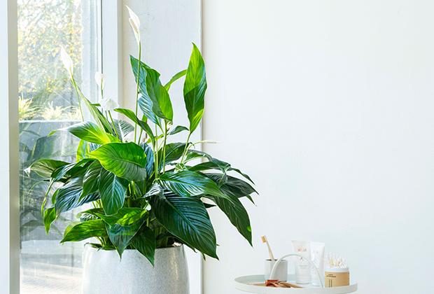 Einblatt (Spathiphyllum) | Intratuin Pflanzenlexikon