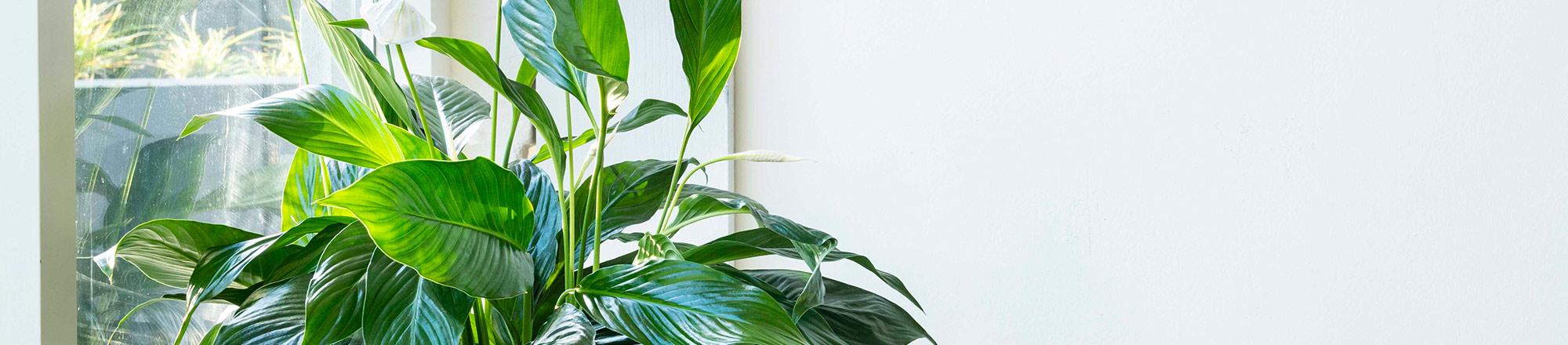 Einblatt (Spathiphyllum) | Intratuin Pflanzenlexikon