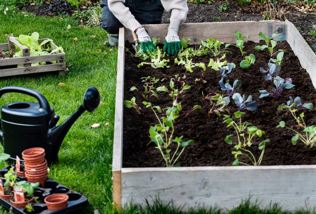 Einen Gemüsegarten anlegen - planen, anpflanzen, düngen