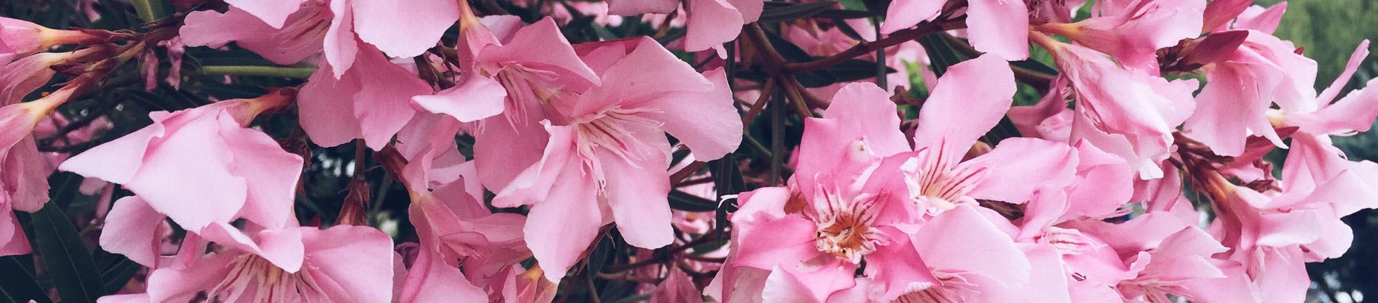 Oleander (Nerium oleander)