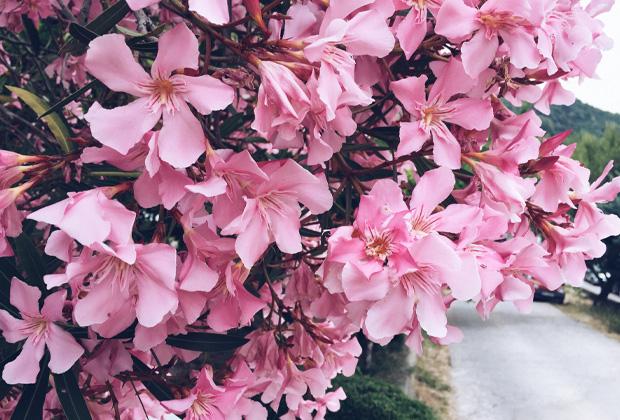 Oleander (Nerium oleander)