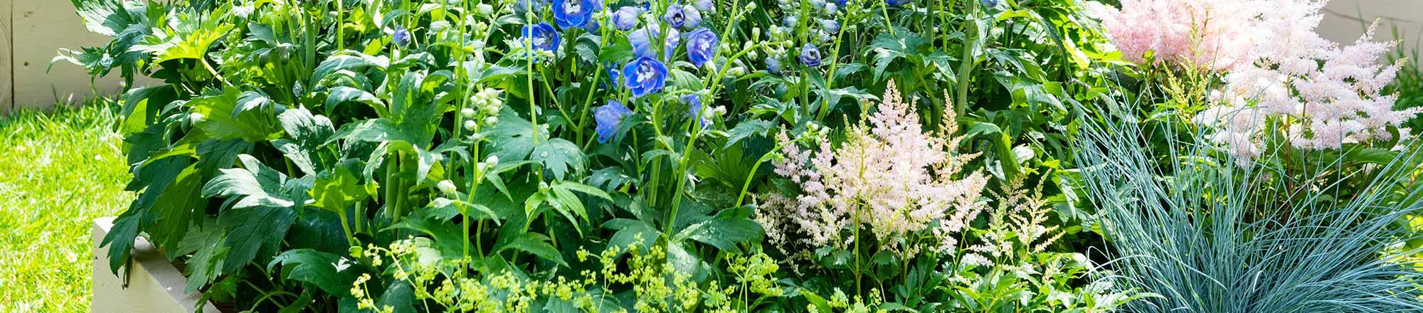 Unkraut im Garten entfernen und bekämpfen