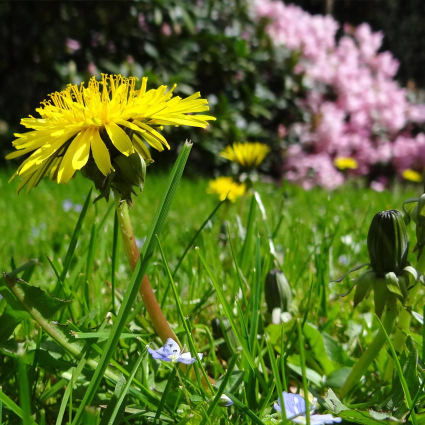 Wiese mit Blumen