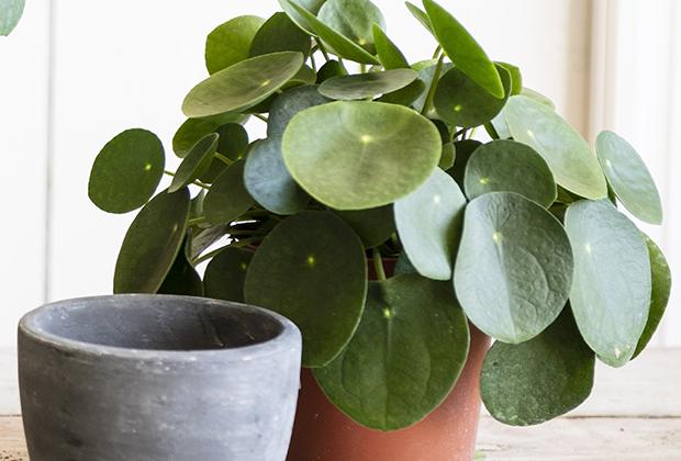 Ufopflanze (Pilea peperomioides)