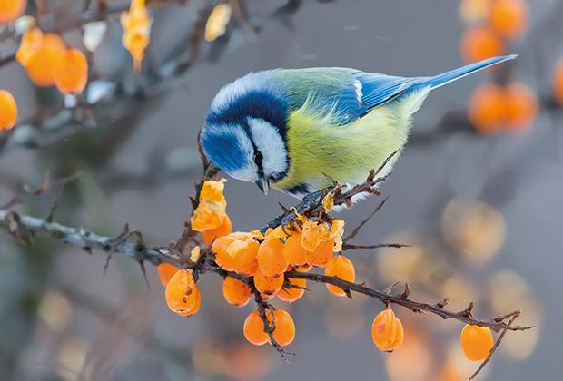 Tipps für mehr Vögel im Garten