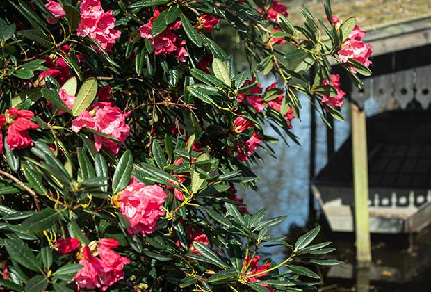 Rhododendron schneiden