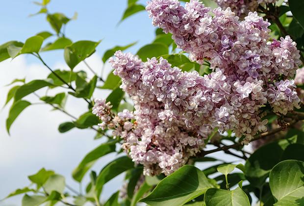 Flieder (Syringa)