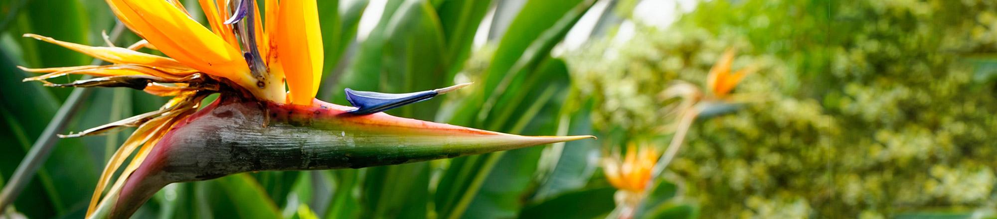 Strelitzie (Strelitzia)