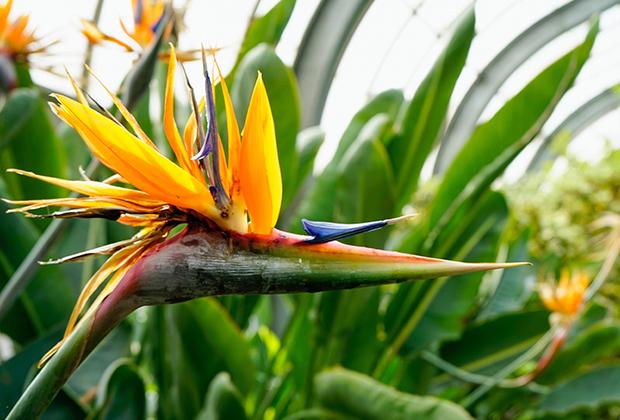 Strelitzie (Strelitzia)