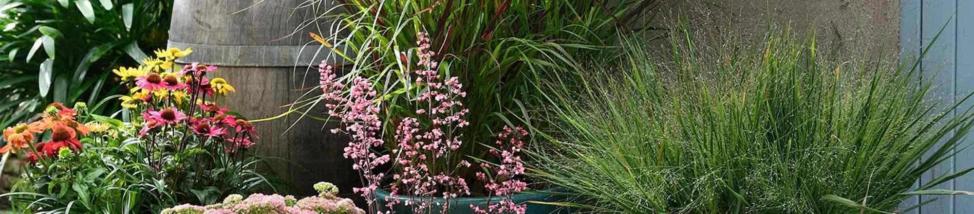 Gartenkalender September