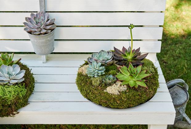 DIY: Dekoratives Sedum