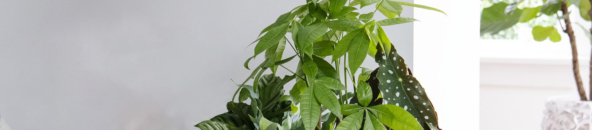 Zimmeraralie (Fatsia japonica) 