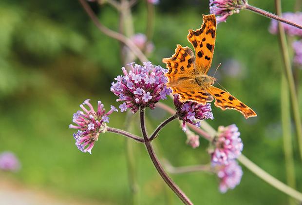 Verwandle deinen Garten in einen Schmetterlingsgarten