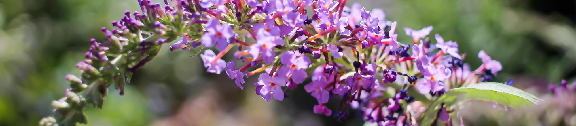 Sommerflieder (Buddleja)