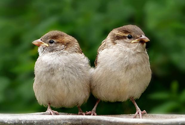 Was solltest du tun, wenn du einen Jungvogel findest?