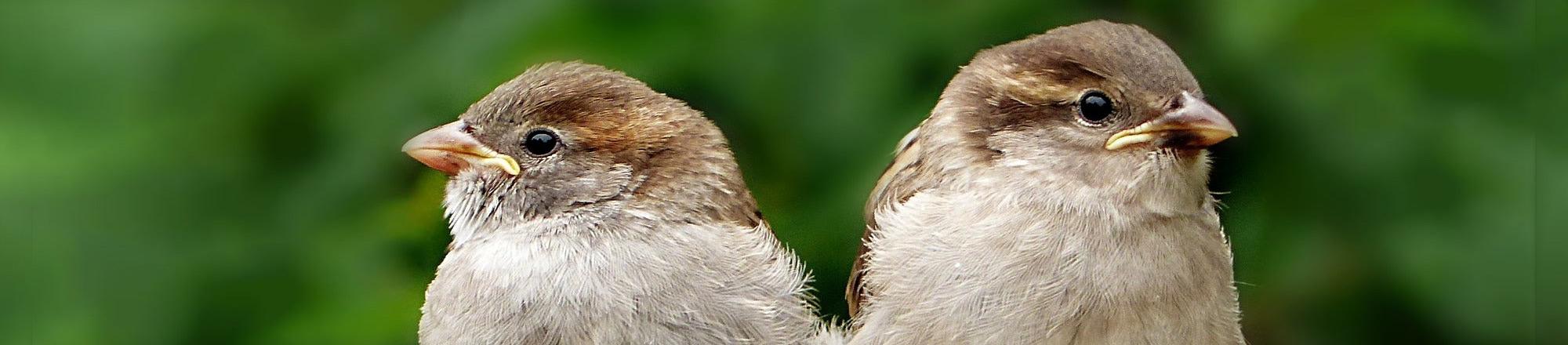 Was solltest du tun, wenn du einen Jungvogel findest?